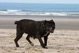 CANE CORSO 845